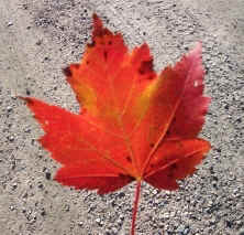 Maplel leaf.jpg (45106 bytes)